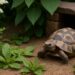 Pflanzen für Schildkrötengehege