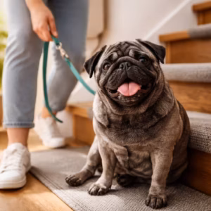 Grauschwarzer Mops sitzt vor einer Treppe und wird von einer Person an der Leine gehalten – Beispiel für Treppen Sicherheit im Alltag mit Hund