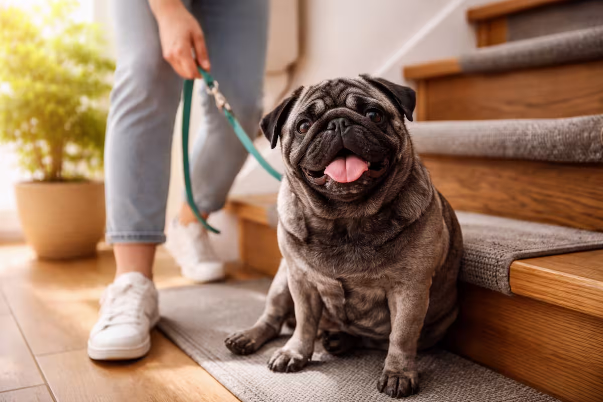 Grauschwarzer Mops sitzt vor einer Treppe und wird von einer Person an der Leine gehalten – Beispiel für Treppen Sicherheit im Alltag mit Hund
