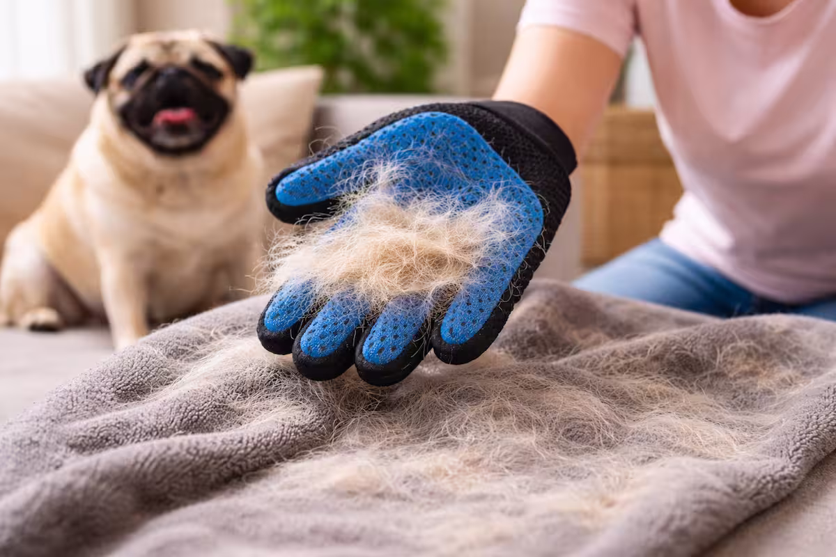 Noppenhandschuh Noppenhandschuh sammelt lose Mopshaare von einer Decke