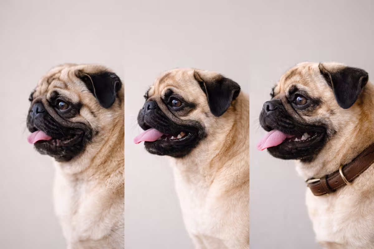 Vergleich der Schnauzenformen Vergleich der Schnauzenformen bei Mops-Typen, neutraler Hintergrund