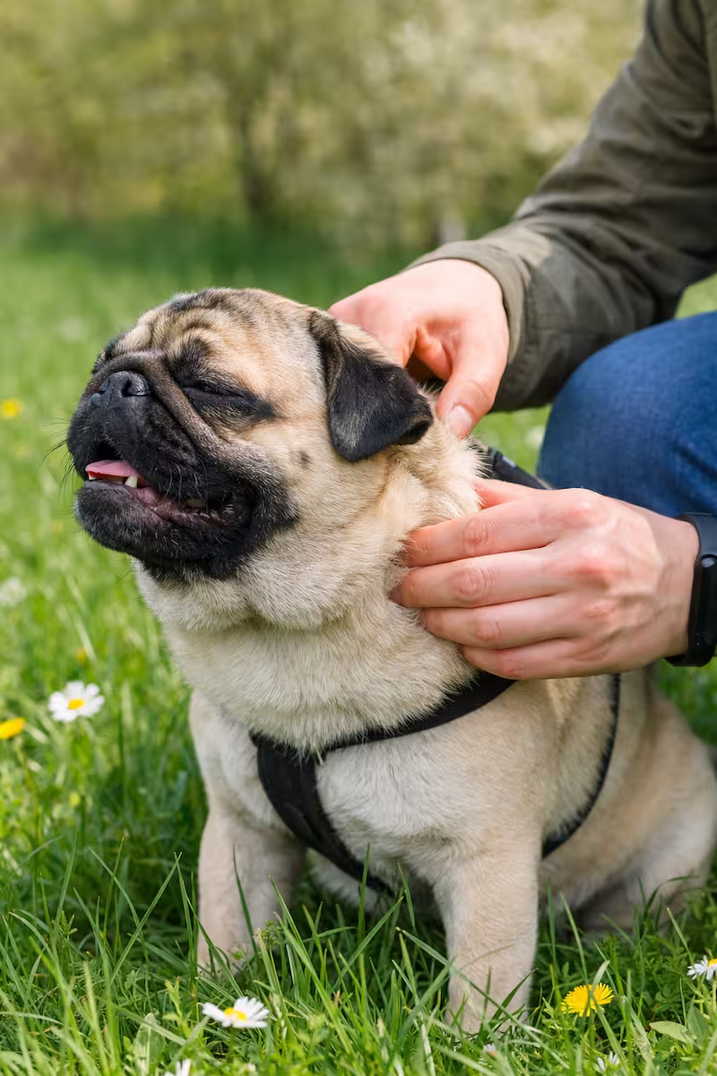 Mops nach dem Spaziergang im Frühlingsgras, Halter kontrolliert Fell und Halsbereich mit den Händen