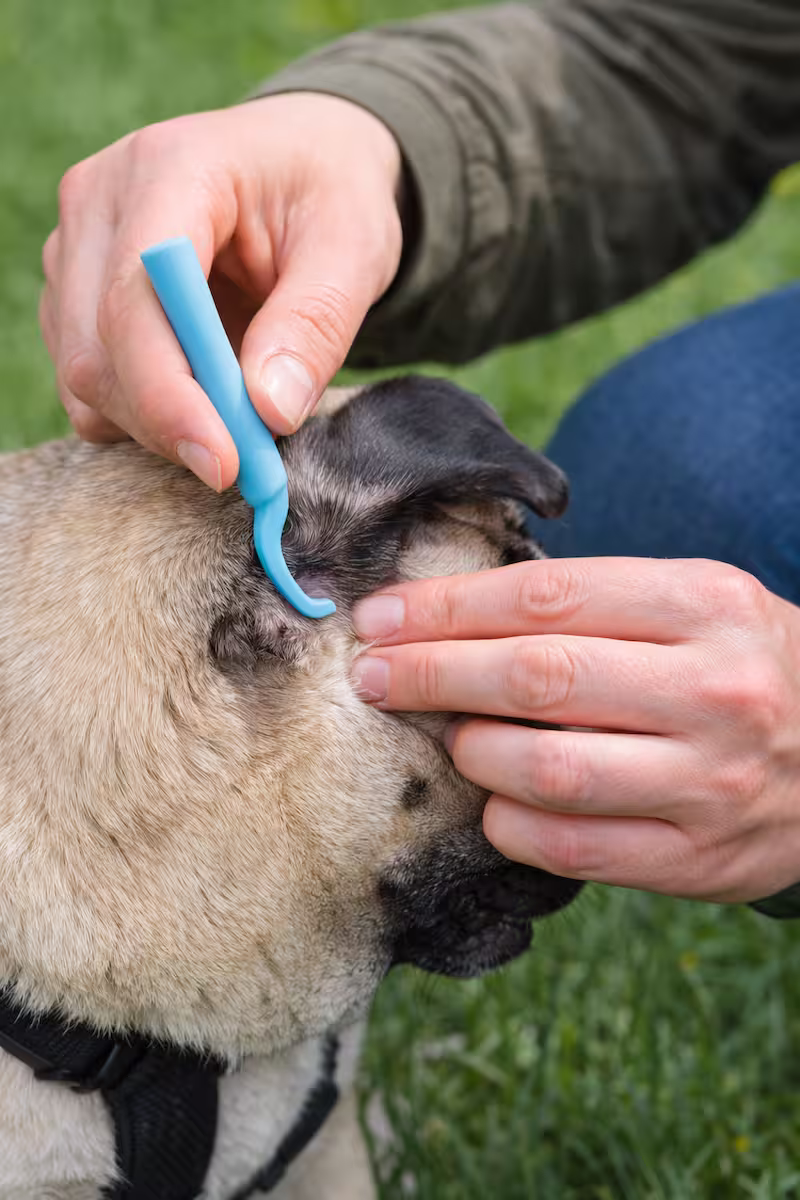 Nahaufnahme eines Mops mit Zeckenzange, Fokus auf Fellkontrolle an Ohr und Hals