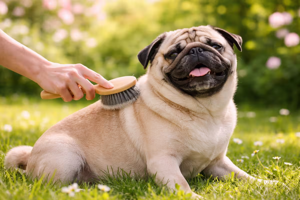Mops wird im Garten sanft gebürstet Mops wird im Garten sanft gebürstet, Frühlingslicht
