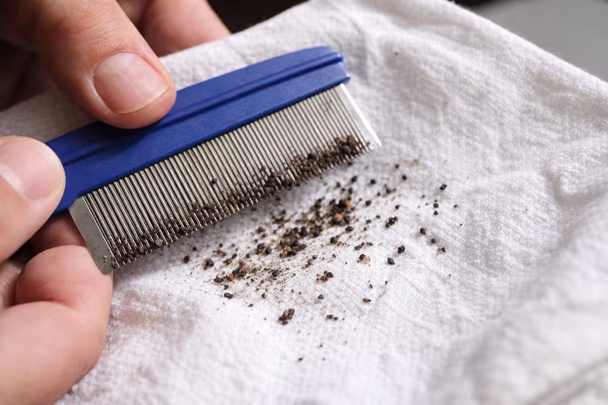 Nahaufnahme eines Flohkamms mit dunklen Krümeln auf weißem Tuch, Hände eines Halters im Bild.