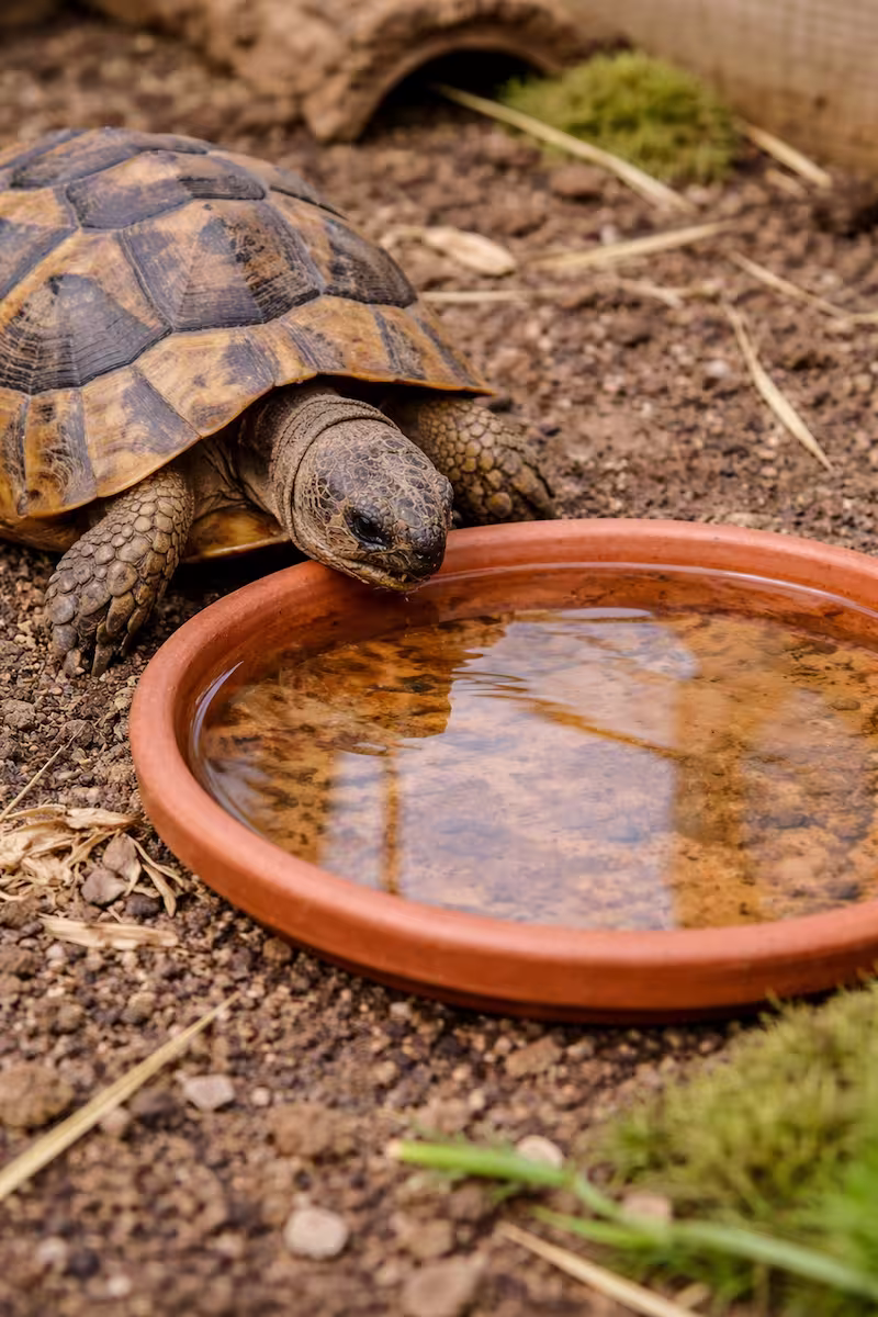Schildkröte trinkt an flachem Wassergefäß im Gehege
