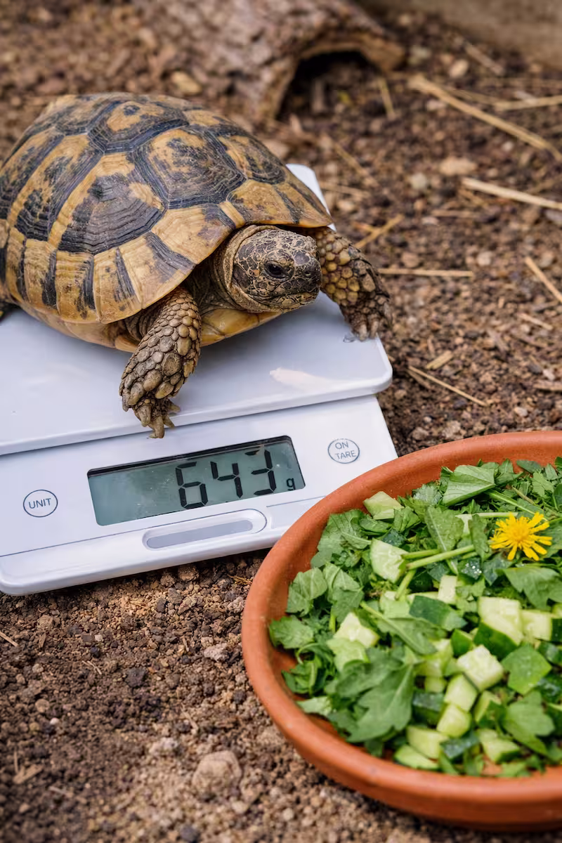Schildkröte wird auf einer Waage gewogen mit Futter daneben