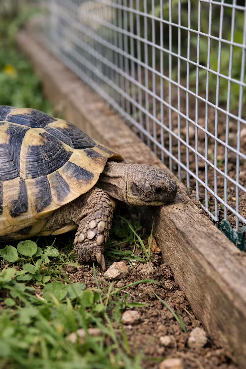 Griechische Landschildkröte untersucht Zaunrand Griechische Landschildkröte untersucht Zaunrand