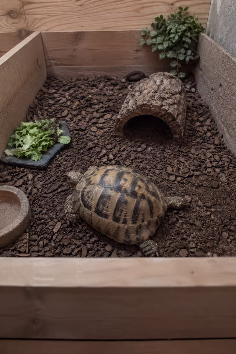 Schildkröte sitzt bewegungslos in kleinem Gehege aus Halterperspektive