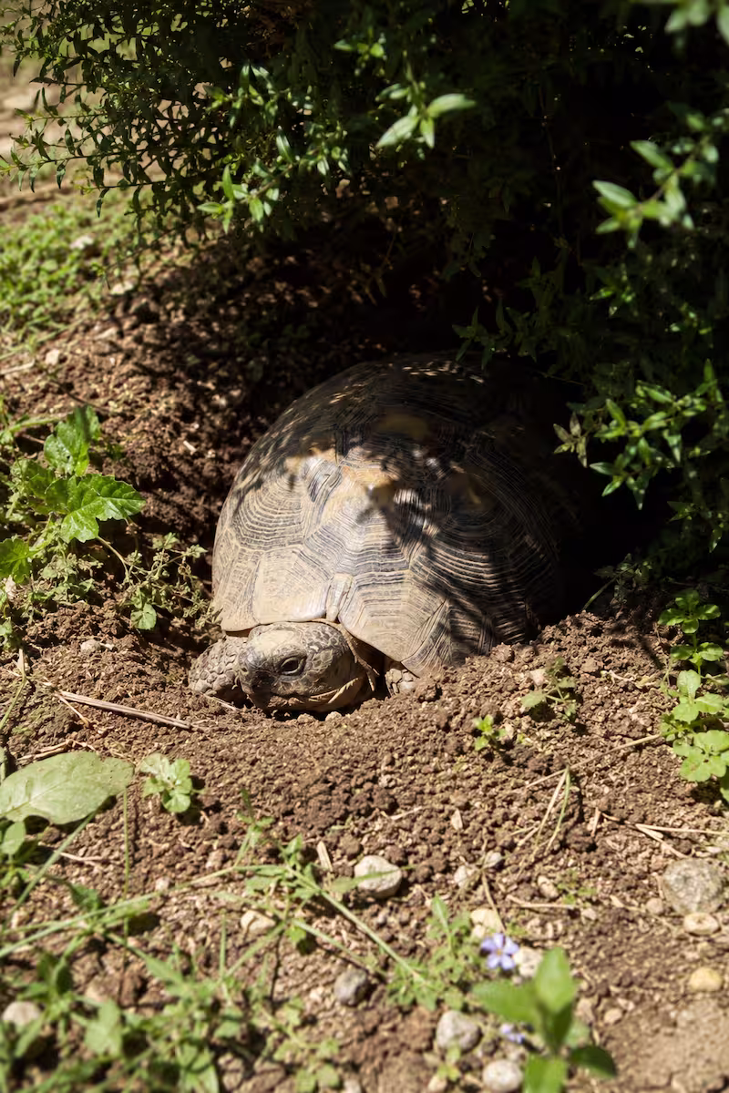 Landschildkröte halb eingegraben im Außengehege, natürliche Erde, niedrige Pflanzen, klar sichtbarer Schattenbereich