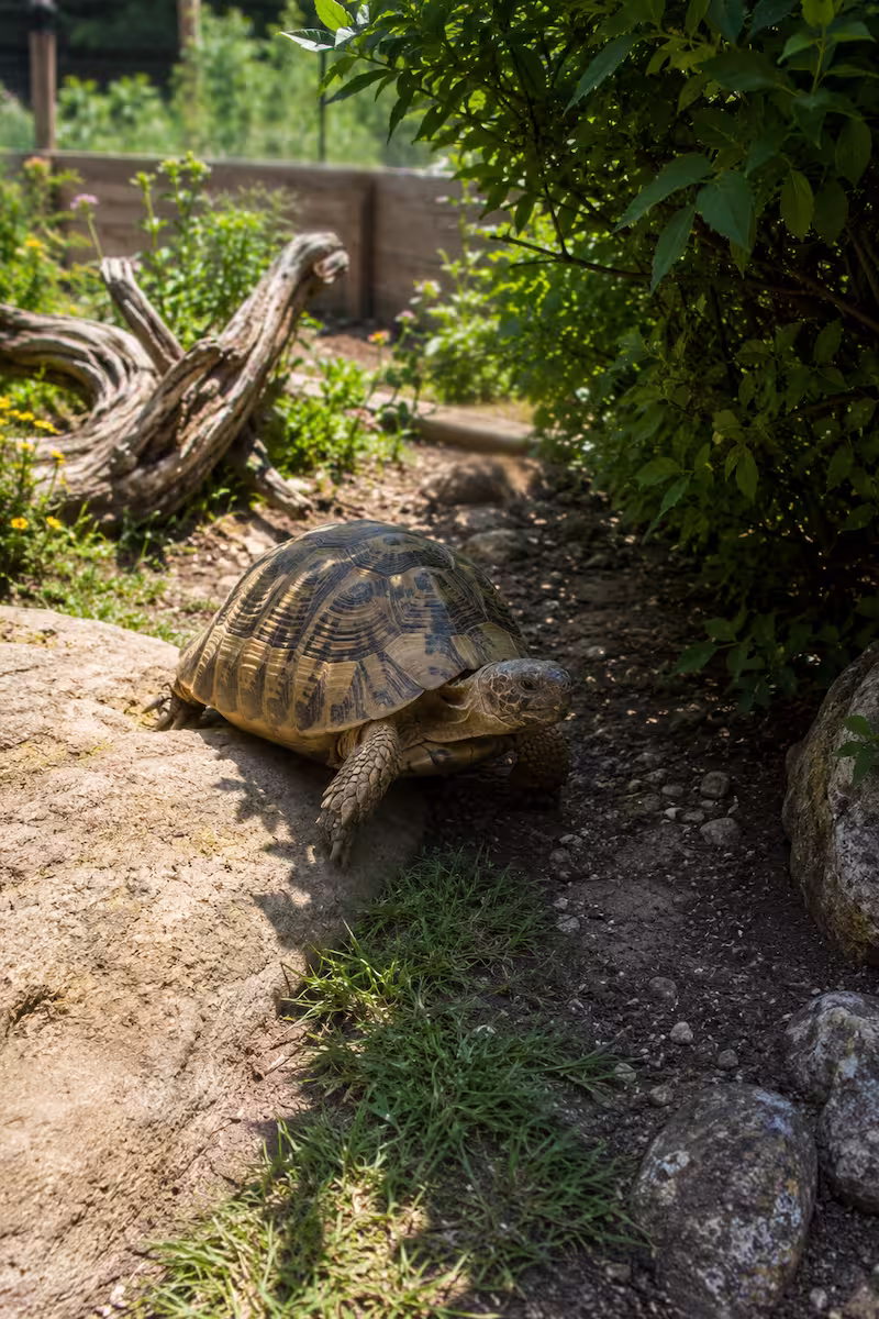 Landschildkröte zwischen Sonnenplatz und Schattenbereich im naturnahen Außengehege