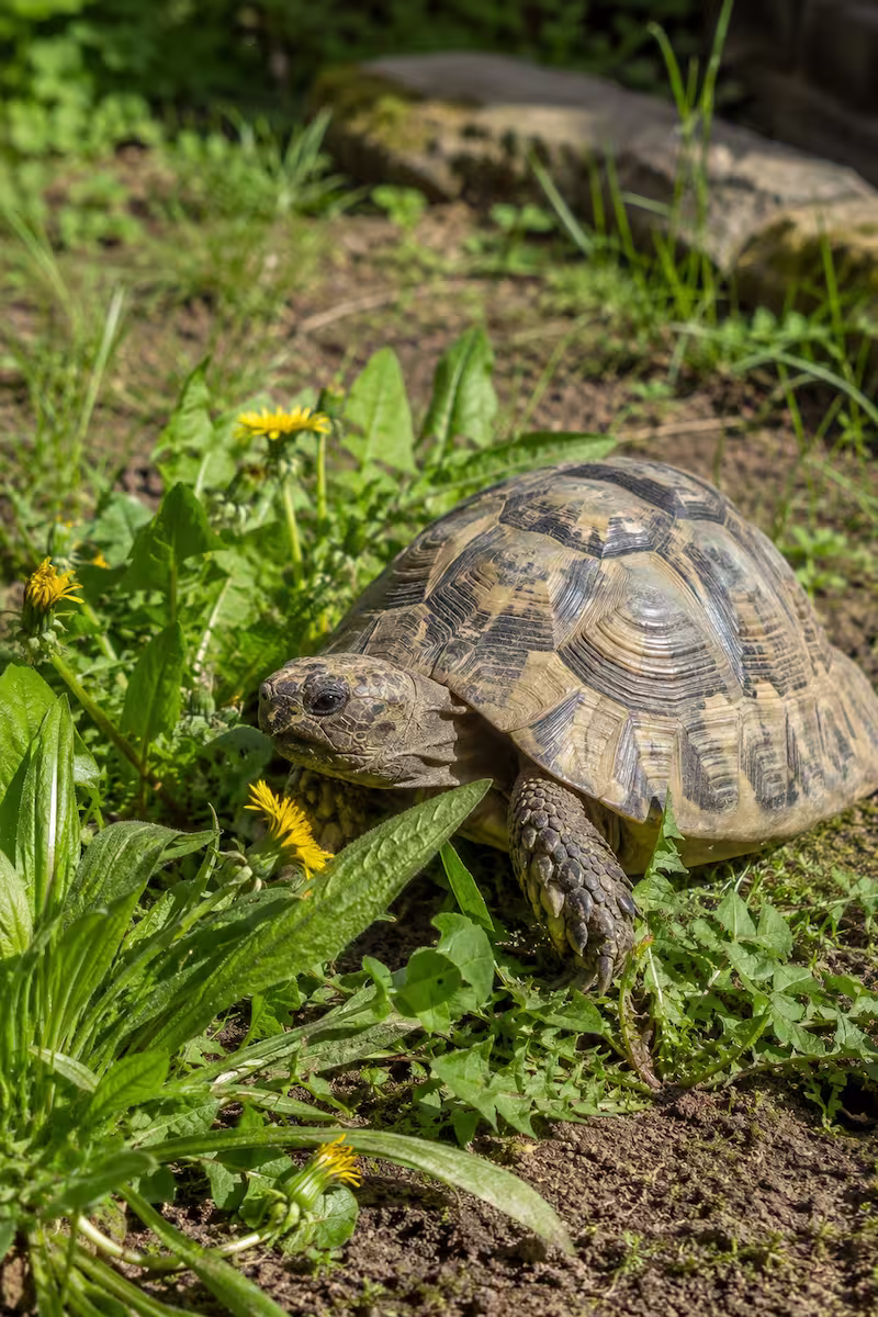 Landschildkröte zwischen Löwenzahn und Wegerich im sonnigen Freigehege