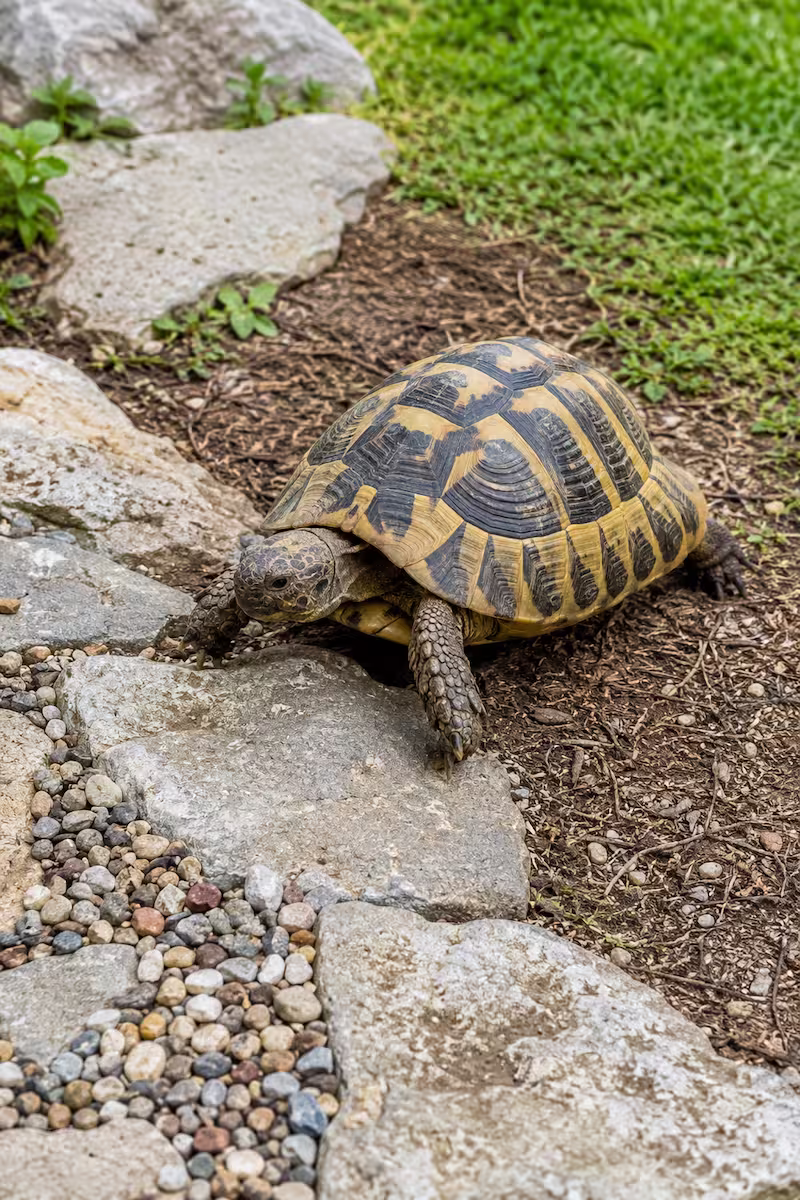 Landschildkröte läuft über Natursteine und unterschiedliche Bodenbereiche