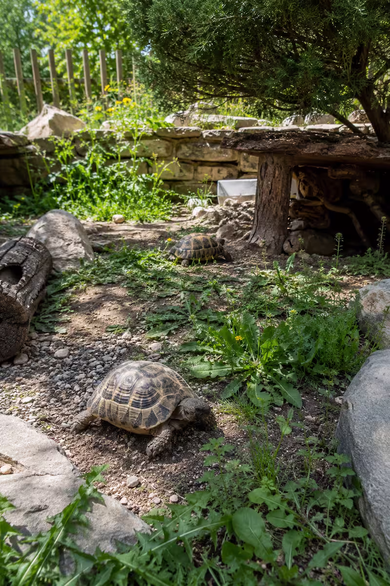 naturnahes Schildkrötengehege mit sicheren Pflanzen und kleiner Schattenzone