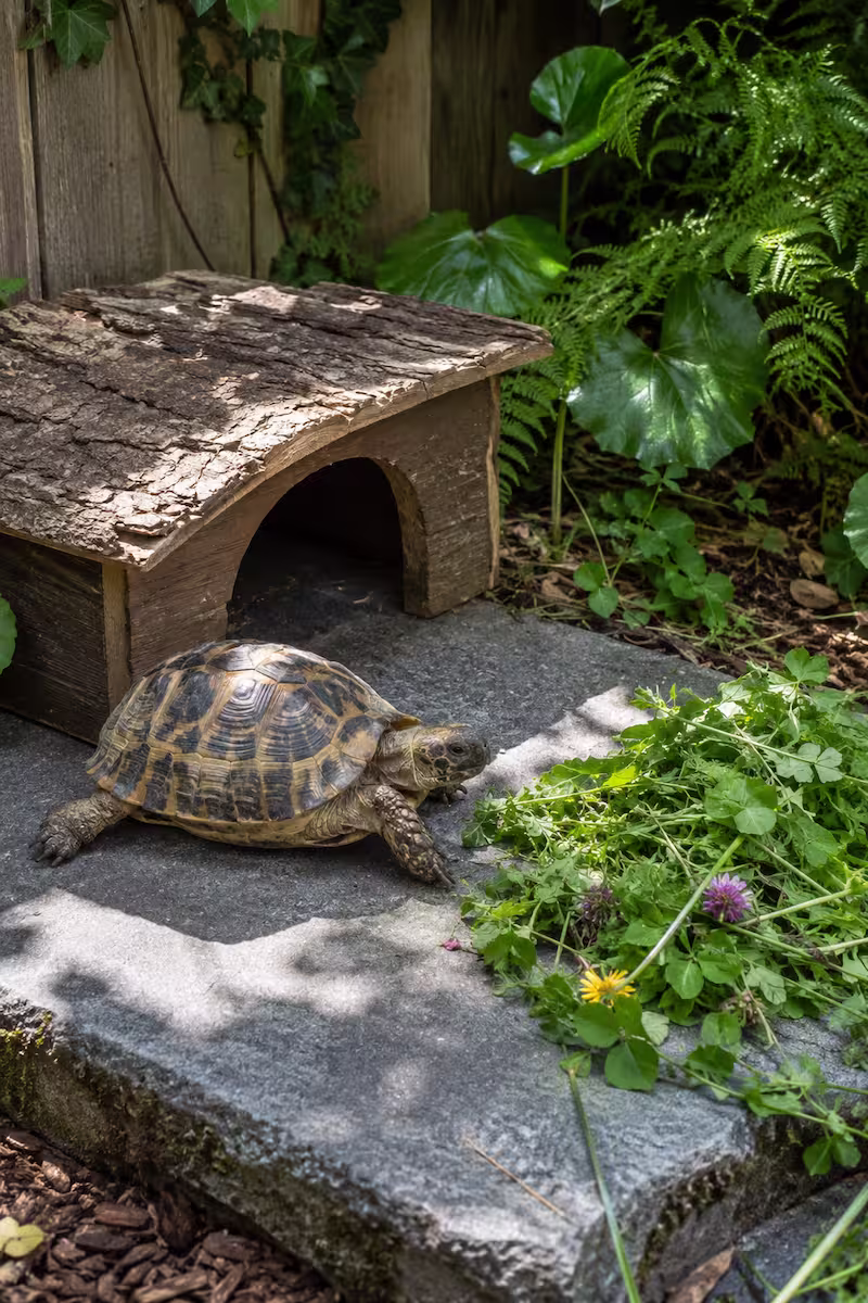 reale Szene, Schildkröte auf flacher Steinplatte im Außengehege, daneben niedriges Holzversteck, Kräuter und Schattenpflanzen, klar erkennbares Thema