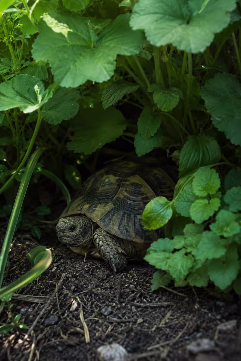 Schildkröte unter dichtem Pflanzenbereich als schattiger Rückzugsort