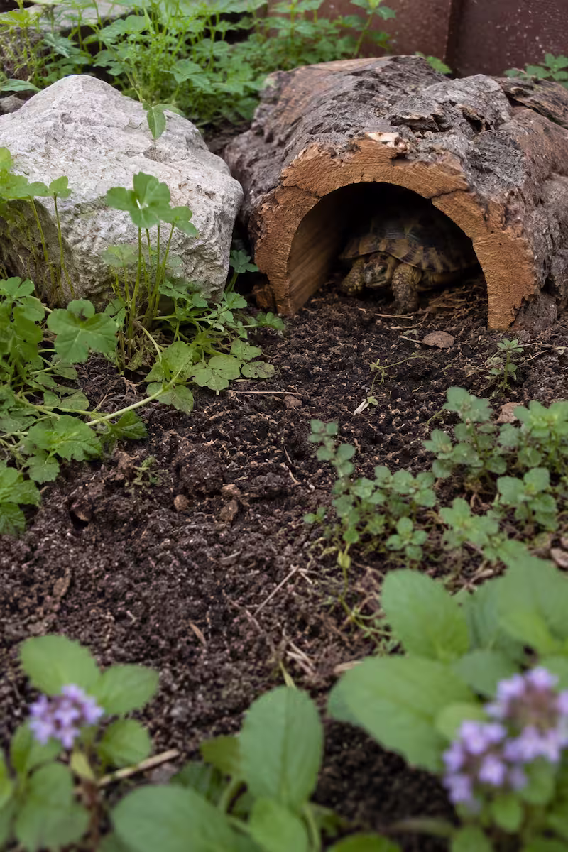 Detailaufnahme von lockerer Erde, niedrigen Pflanzen und kleinem Schildkrötenversteck im Außengehege