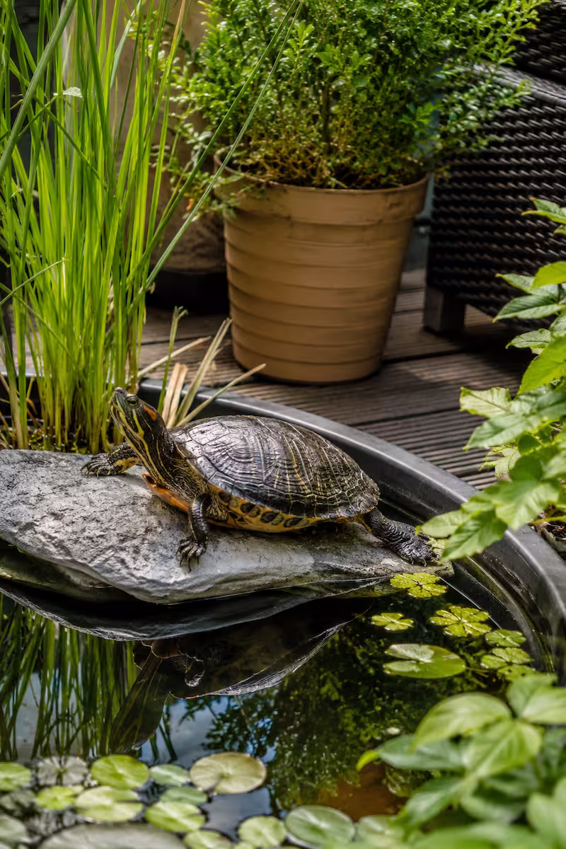 Wasserschildkröte auf Sonnenplatz Wasserschildkröte auf einem Sonnenplatz in bepflanzter Outdoor-Teichwanne auf einer Terrasse