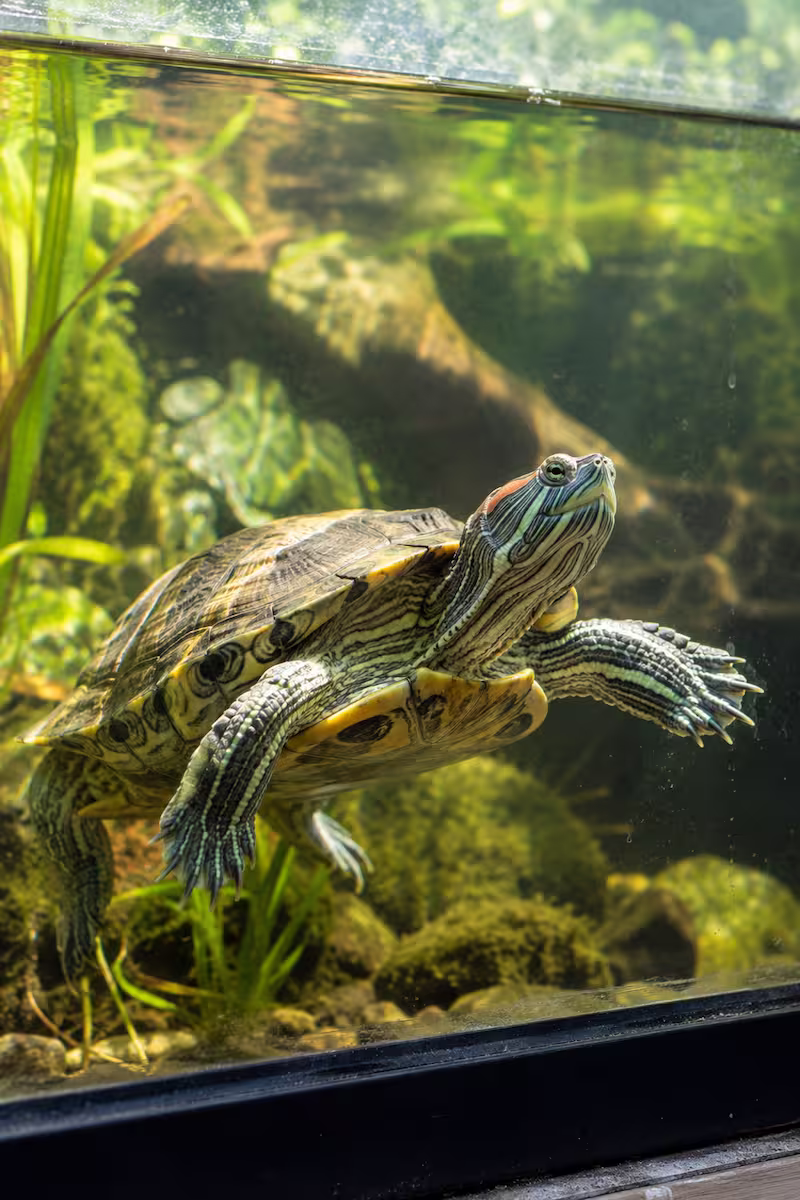 Wasserschildkröte schwimmt aktiv an der Aquariumscheibe entlang, natürliches Aquarium, Tageslicht
