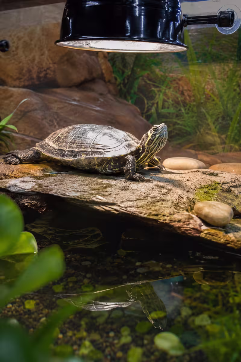 Wasserschildkröte unter UV-Licht reale Wasserschildkröte auf Sonnenplatz unter UV-Licht, natürlich eingerichtetes Aquarium