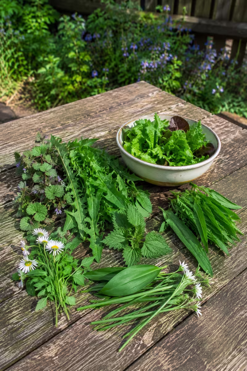 Vergleich von Wildkräutern und einer kleinen Salatschale auf Holztisch im Garten