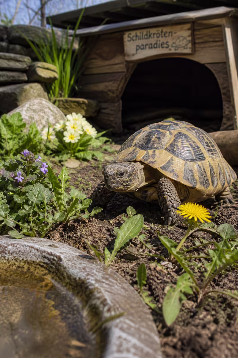Schildkröte im Frühling im Gehege, erste Aktivität nach Winterstarre