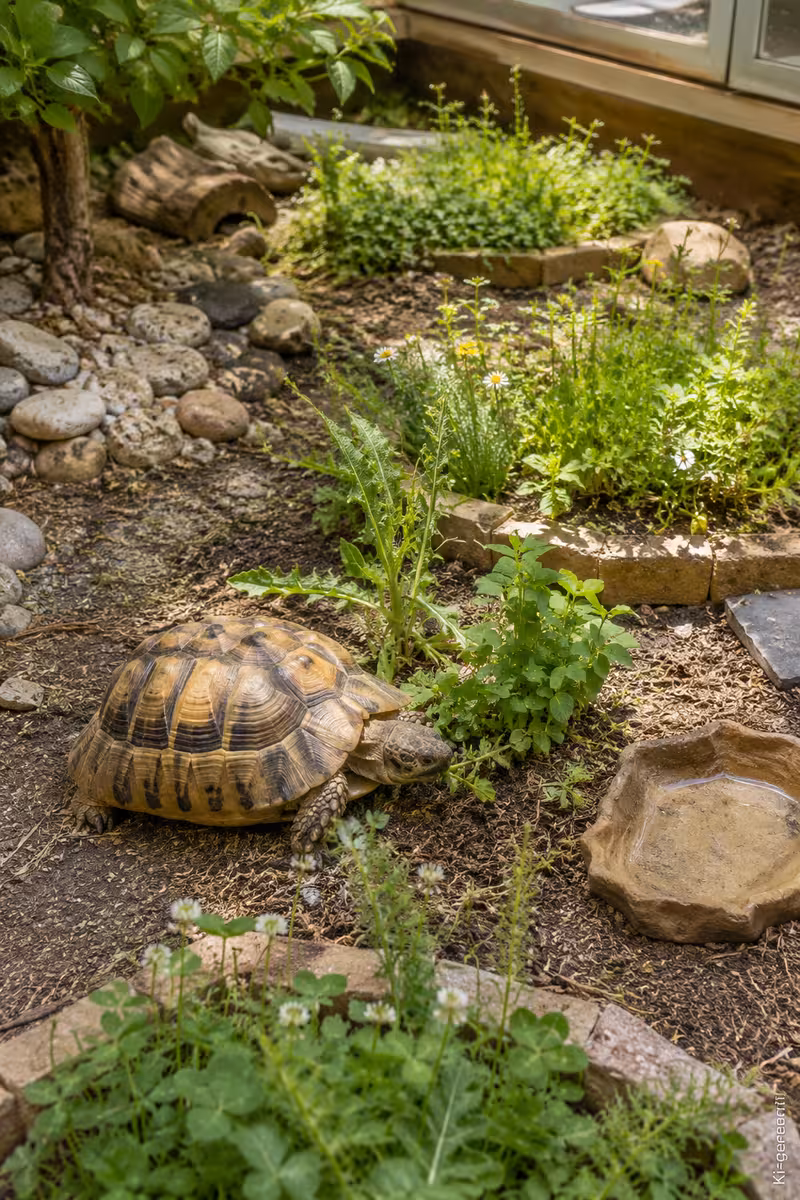 Verbesserte Haltungssituation zu: Futter für Breitrandschildkröten: Was darf ins Gehege?