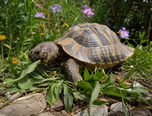 Futter für Breitrandschildkröten: Was darf ins Gehege? 19 Schildkrötenhaltung zum Thema: Futter für Breitrandschildkröten: Was darf ins Gehege?