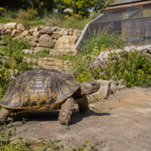 Schildkrötenhaltung zum Thema: Haltung von Breitrandschildkröten: Was brauchen die Tiere wirklich?