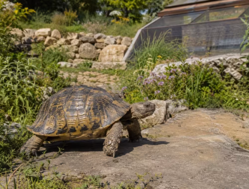 Schildkrötenhaltung zum Thema: Haltung von Breitrandschildkröten: Was brauchen die Tiere wirklich?