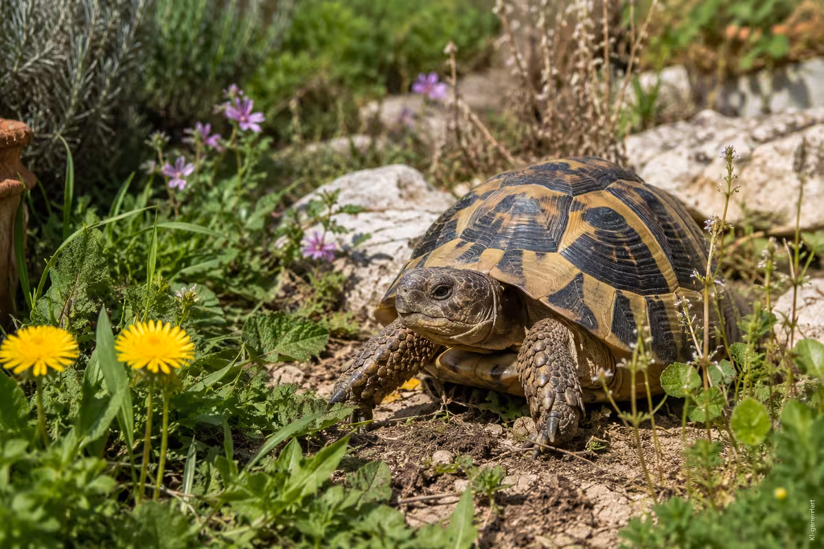 Maurische Landschildkröte Ernährung: Diese Pflanzen eignen sich 1 Schildkrötenhaltung zum Thema: Maurische Landschildkröte Ernährung: Diese Pflanzen eignen sich