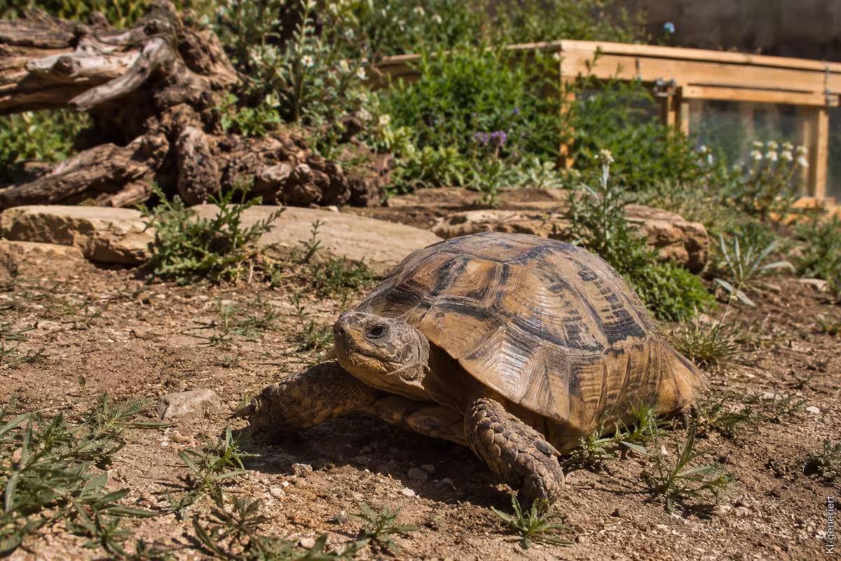 So hält man eine Russische Landschildkröte richtig 2 Schildkrötenhaltung zum Thema: So hält man eine Russische Landschildkröte richtig