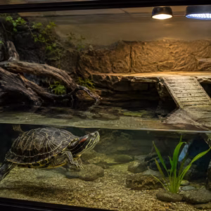 Rotwangen Aquarium richtig planen: Platz, Licht und Filter 5 Schildkrötenhaltung zum Thema: Rotwangen Aquarium richtig planen: Platz, Licht und Filter
