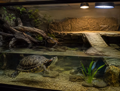 Rotwangen Aquarium richtig planen: Platz, Licht und Filter 44 Schildkrötenhaltung zum Thema: Rotwangen Aquarium richtig planen: Platz, Licht und Filter