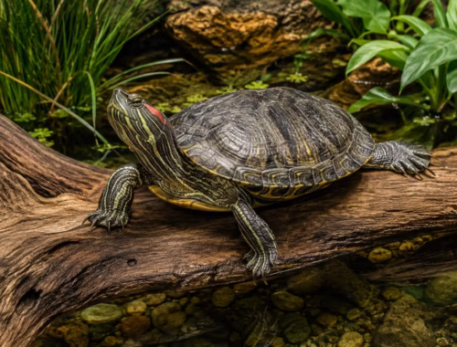 Schildkrötenhaltung zum Thema: Rotwangen-Schmuckschildkröte: Haltung, Größe und Alter