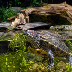Rotwangen-Schmuckschildkröten Futter: Was dürfen sie fressen? 5 Schildkrötenhaltung zum Thema: Rotwangen-Schmuckschildkröten Futter: Was dürfen sie fressen?