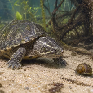 Schildkrötenhaltung zum Thema: Moschusschildkröte Futter: Was frisst sie und wie oft?