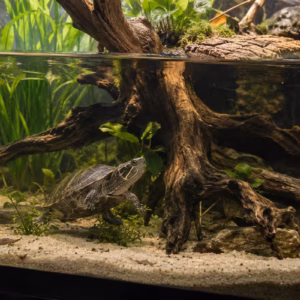 Schildkrötenhaltung zum Thema: Moschusschildkröten Aquarium: So baust Du das Becken richtig auf