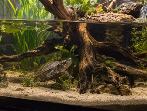 Schildkrötenhaltung zum Thema: Moschusschildkröten Aquarium: So baust Du das Becken richtig auf